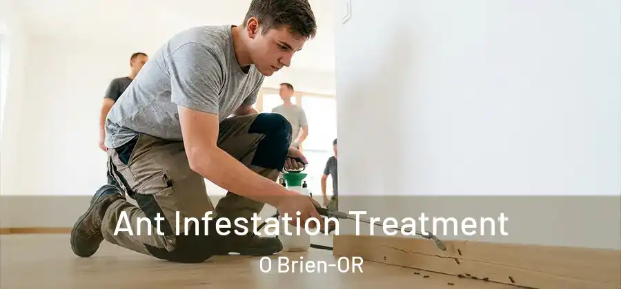 Ant Infestation Treatment O Brien-OR