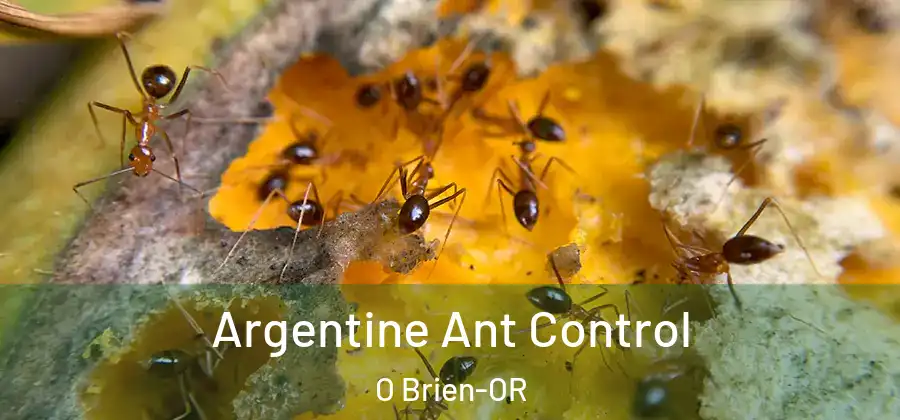 Argentine Ant Control O Brien-OR