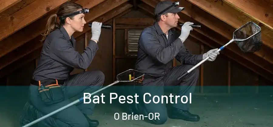 Bat Pest Control O Brien-OR