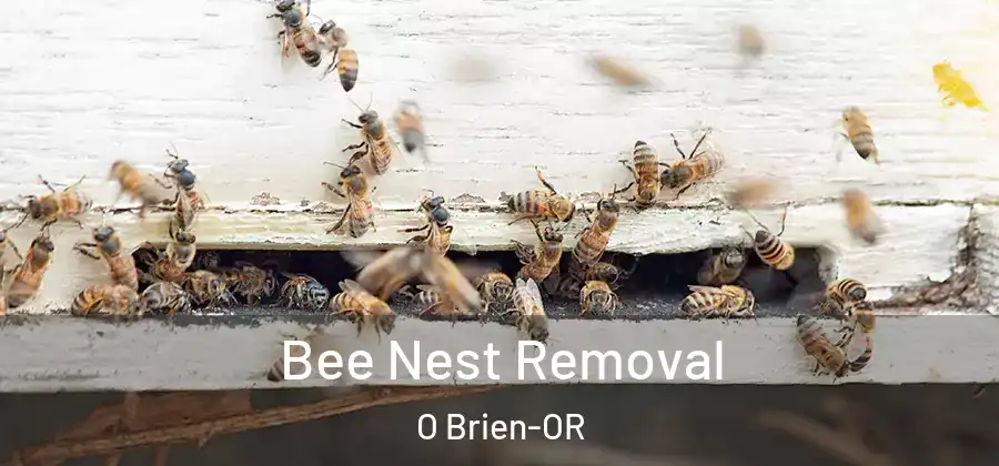 Bee Nest Removal O Brien-OR
