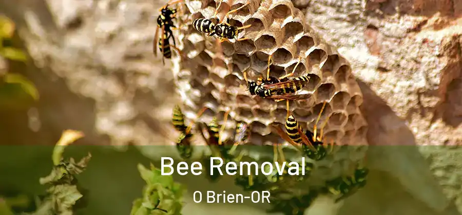 Bee Removal O Brien-OR