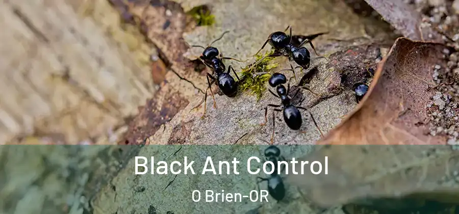 Black Ant Control O Brien-OR