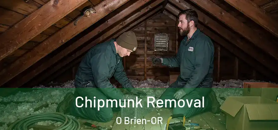 Chipmunk Removal O Brien-OR