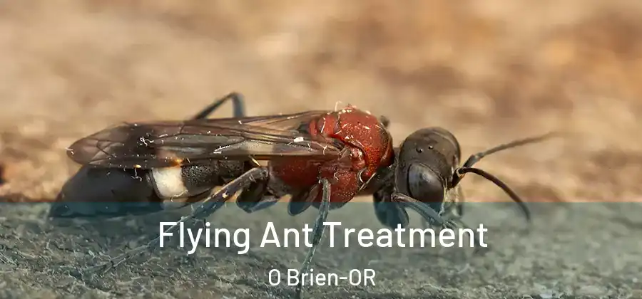 Flying Ant Treatment O Brien-OR