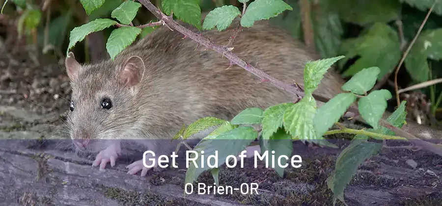  Get Rid of Mice O Brien-OR