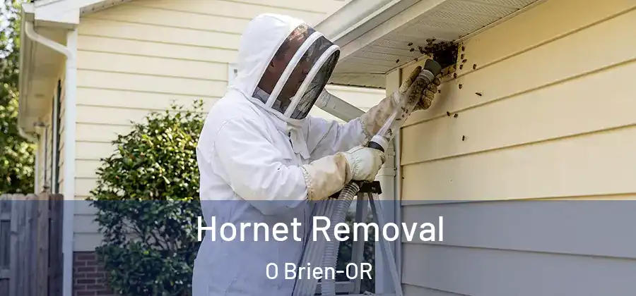 Hornet Removal O Brien-OR
