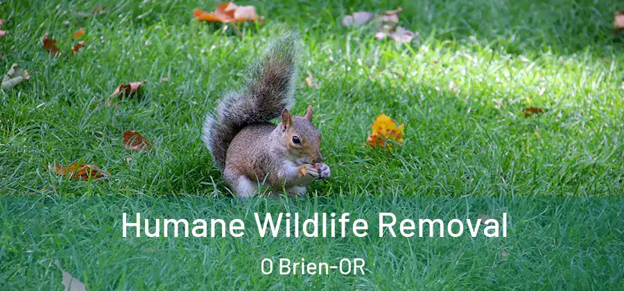 Humane Wildlife Removal O Brien-OR