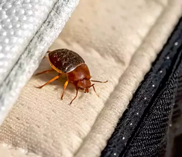 Trusted Bed Bug Prevention Specialists in O Brien, OR