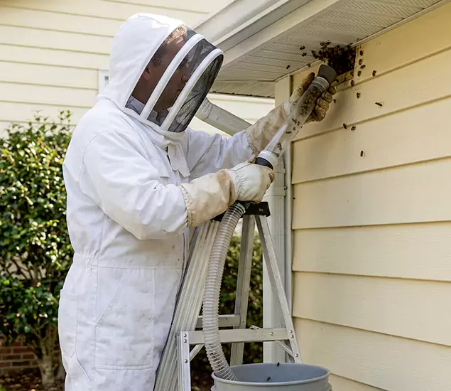 Your Affordable Bee Removal Company in O Brien, OR