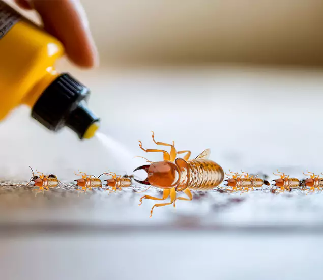 Reliable Bora Care Termite Experts in O Brien, OR