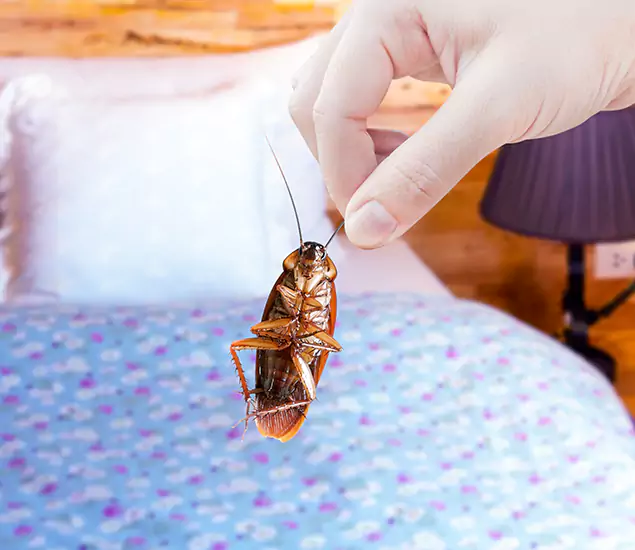 Expert Roach Control Services: Your Cockroach Pest Control in O Brien, OR