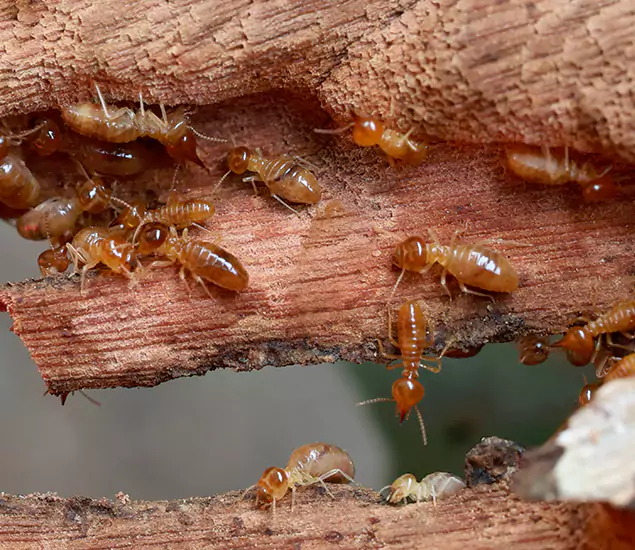 About Our Drywood Termite Treatment Experts in O Brien, OR