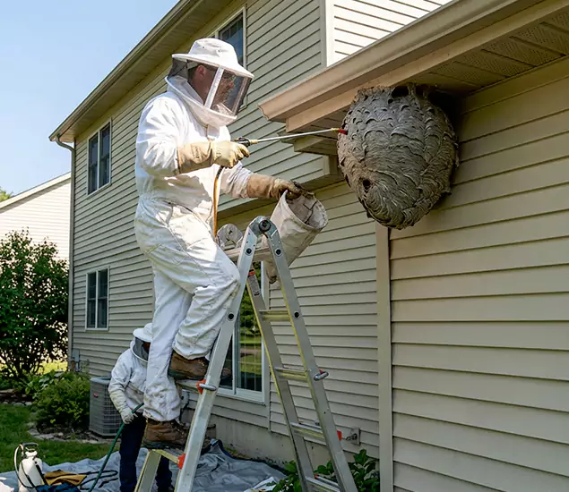 Expert Wasp Nest Removal: Your Local Wasp Nest Removal Company in O Brien, OR