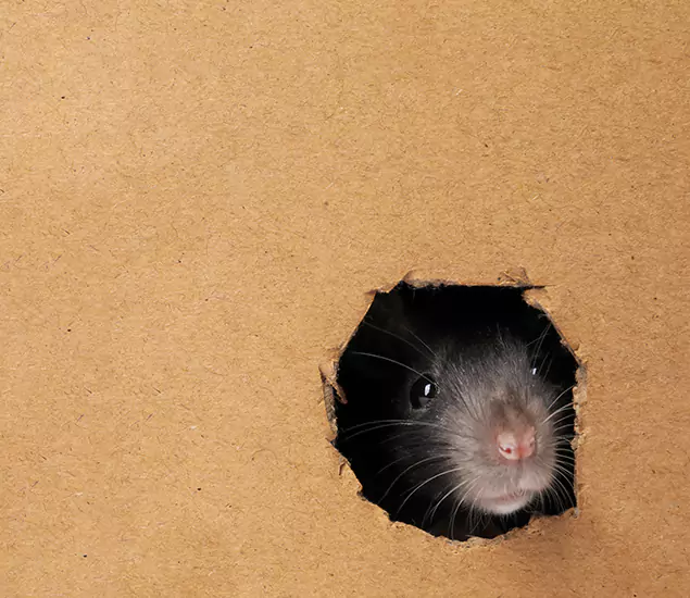 Rats in Attic Removal Experts in O Brien, OR