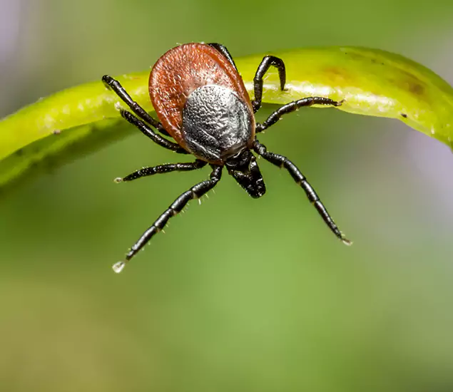 Your Trusted Tick Pest Control in O Brien, OR