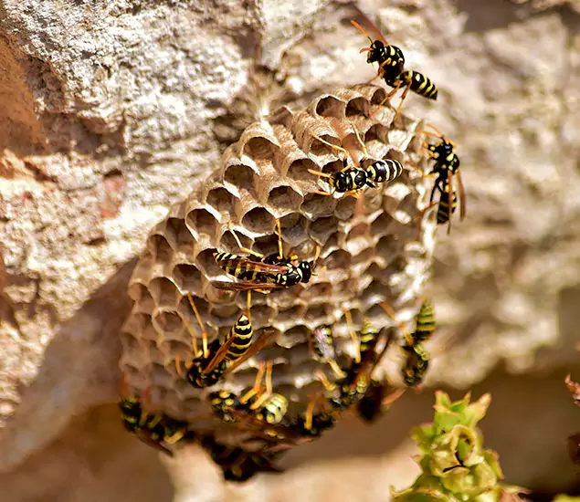 Your Best Wasp Removal Company in O Brien, OR