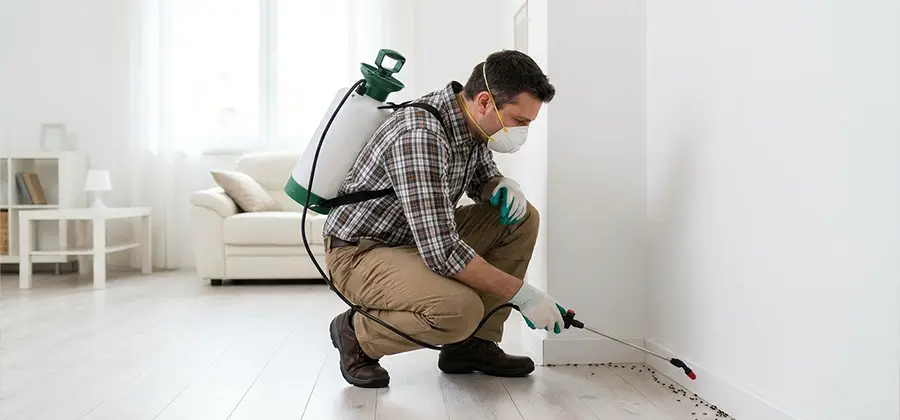 Seasonal Ant Infestation Control in O Brien