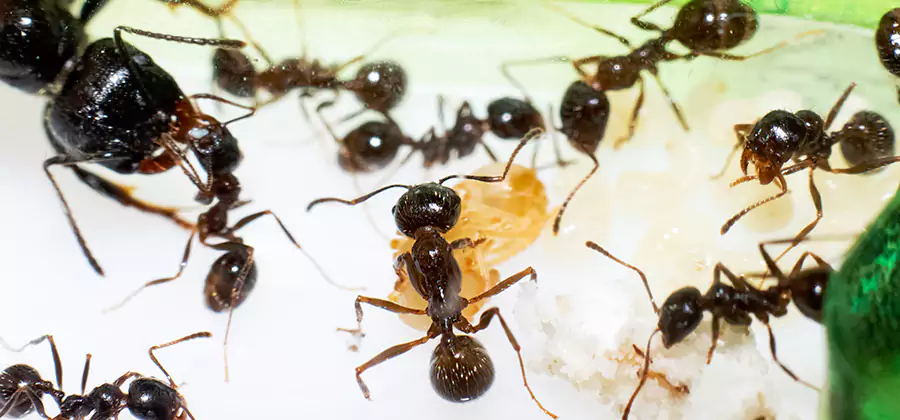 Argentine Ant Barrier Treatment in O Brien