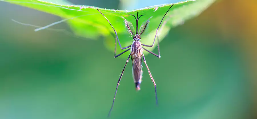 Natural Mosquito Spray for Yard in O Brien