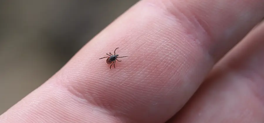 Infection Prevention for Bed Bug Bites in O Brien