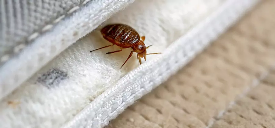 Tenting Bed Bug Fumigation in O Brien