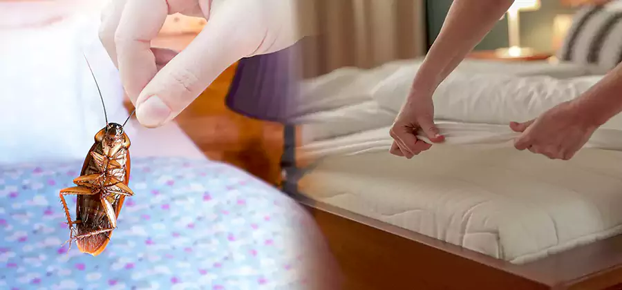 Bed Bug Home Extermination Service in O Brien
