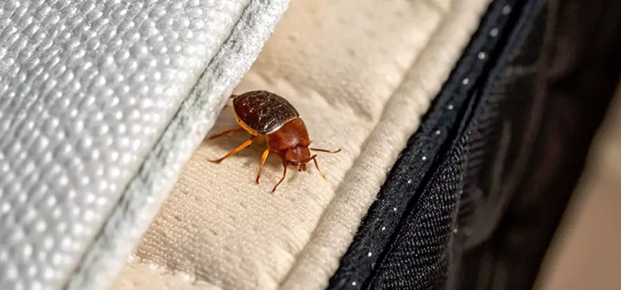 Commercial Bed Bug Control in O Brien
