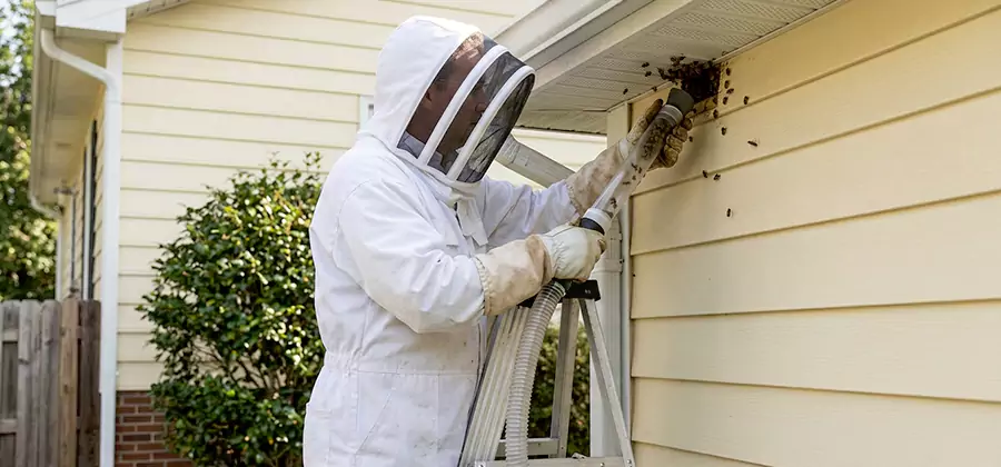 Ground Bee Removal in O Brien