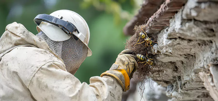 Bee and Wasp Hornet Removal in O Brien