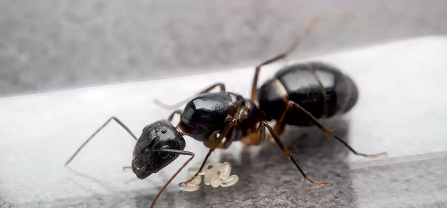 Black Ants in Kitchen Elimination in O Brien
