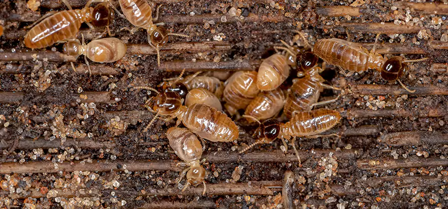 Bora Care Residential Termite Control in O Brien