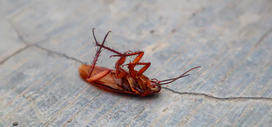 Cockroach Eradication for Commercial Properties in O Brien