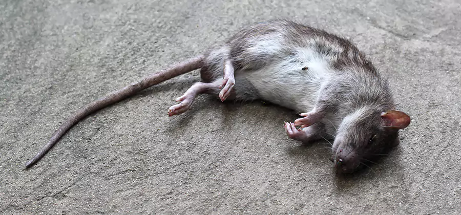 Dead Rat Disposal in O Brien