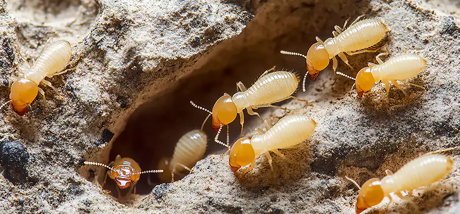 Termite Exterminator Services in O Brien