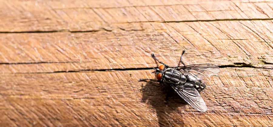 Flying Ant Barrier Treatment in O Brien