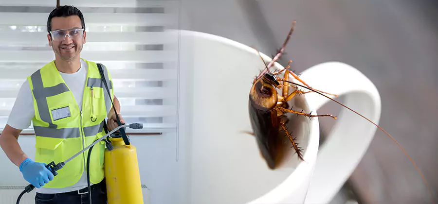 German Roach Infestation Treatment O Brien