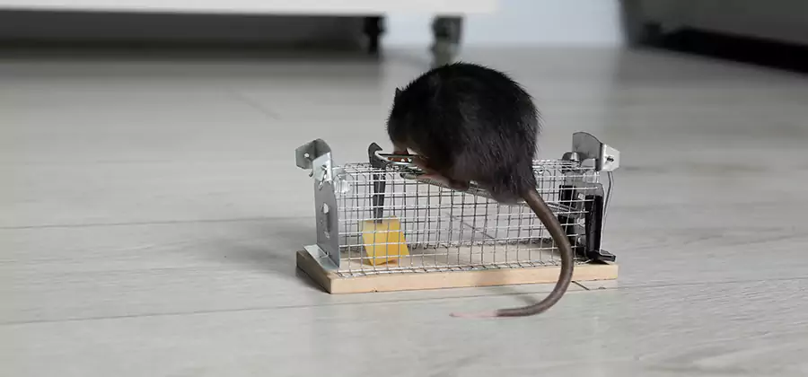 Mice in Attic Removal O Brien