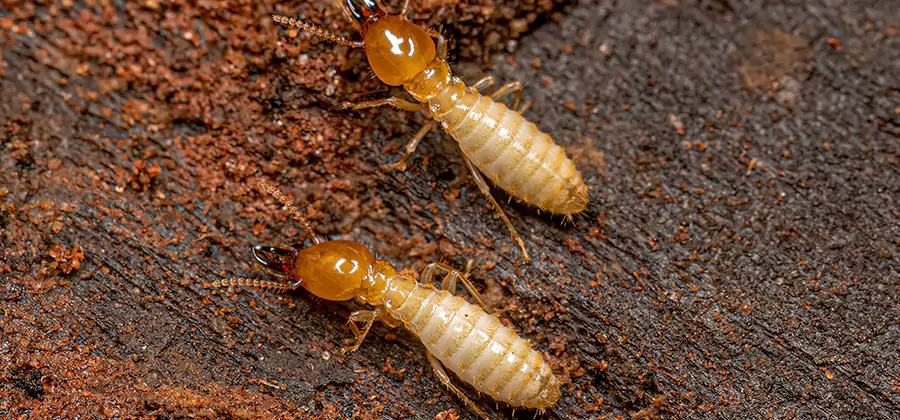 Structural Heat Termite Treatment in O Brien