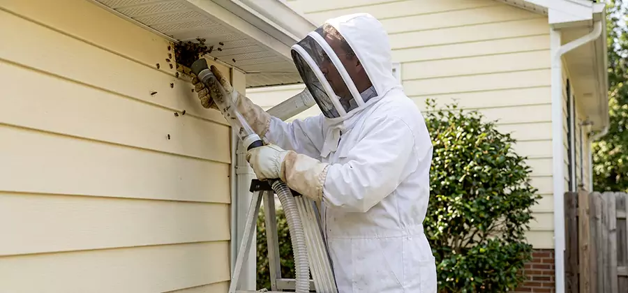 Wasp Nest in Wall Removal in O Brien