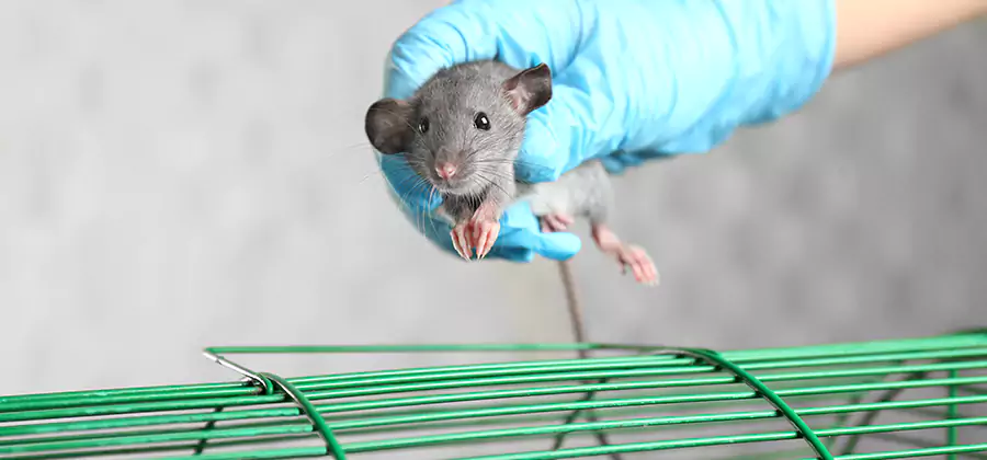 Humane Rat Trapping in O Brien