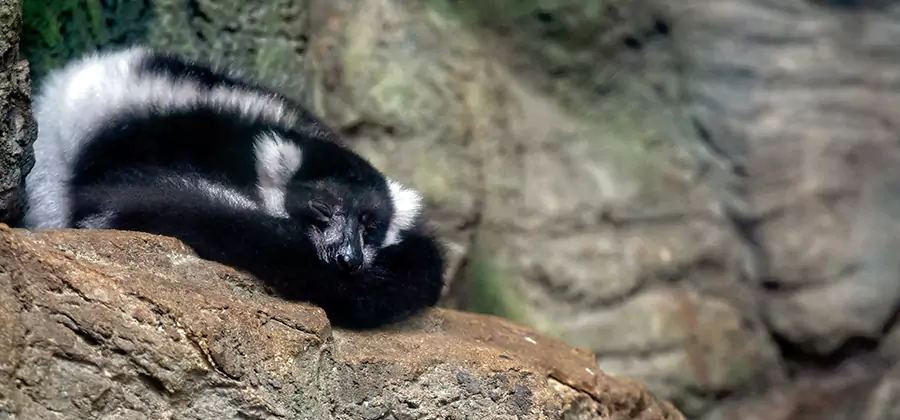 Humane Skunk Removal in O Brien