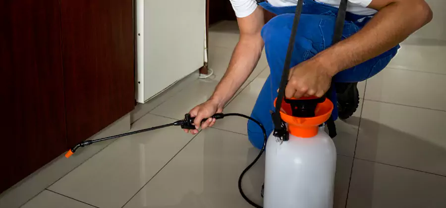 Indoor Insect Killer Solutions in O Brien