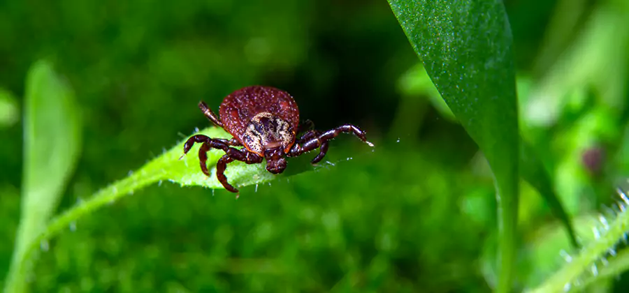 Tick Prevention for Yard in O Brien