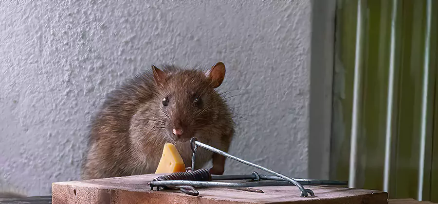Humane Mouse Removal in O Brien