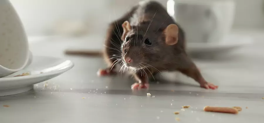 Rodent Feces Removal in O Brien