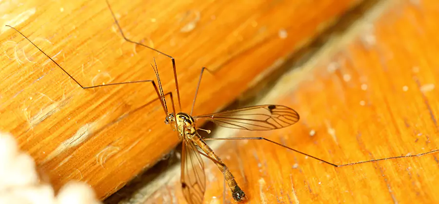 Exterior Mosquito Control in O Brien