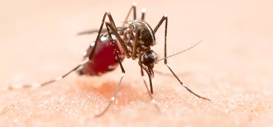 Indoor Mosquito Killer and Interior Control in O Brien