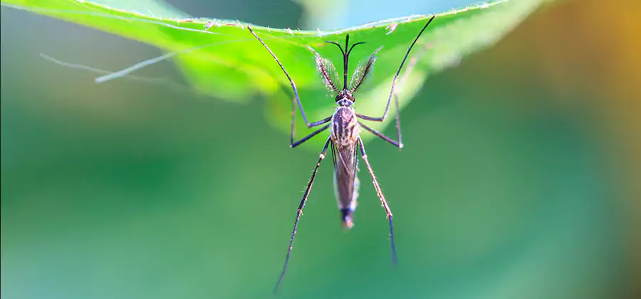 Pest and Mosquito Control for Yard and Patio in O Brien
