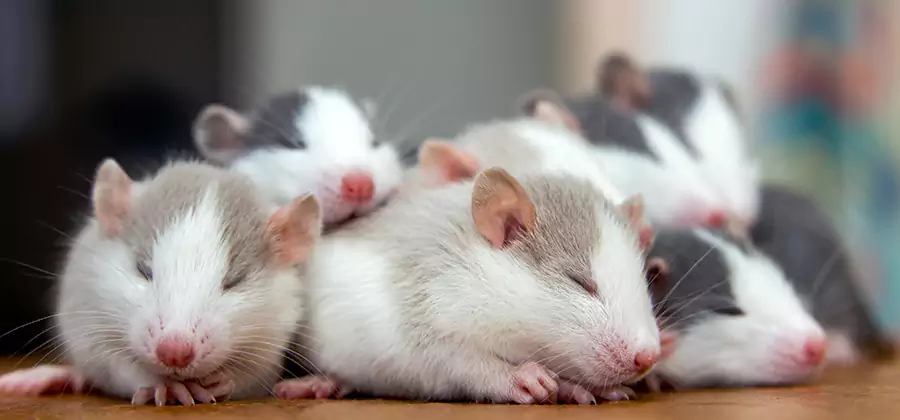 O Brien Pet Safe Mice Control
