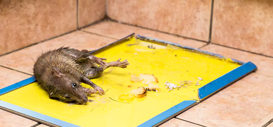 Mouse and Rat Control in O Brien